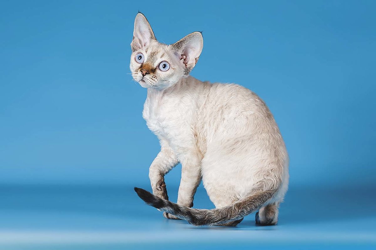 Кошки Девон Рекс: описание породы